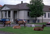 Resident Elk at Mammoth Hot Springs - Yellowstone National Park