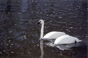Trumpeter Swan on the Madison River - Yellowstone National Park