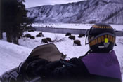 Snowmobiling in Yellowstone National Park