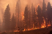 Yellowstone Park fire of 1988- Grant Village