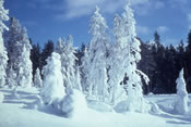 Yellowstone in winter