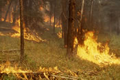 Yellowstone Park fire of 1988