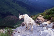 Goat on the hiking trail - Glacier National Park