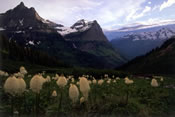 Beargrass - Glacier National Park