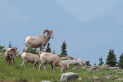 Big Horn Sheep - Glacier National Park