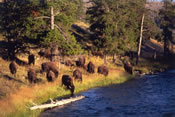 Buffalo along the Firehole River - Yellowstone National Park