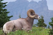 Big Horn Sheep - Glacier National Park