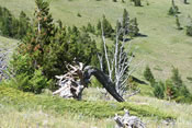 Glacier National Park scenery