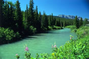 Swiftcurrent River  - Glacier National Park